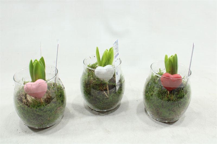 <h4>91204 BOLGLAS HYAC</h4>