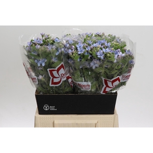 Oxypetalum Tweedia Blue