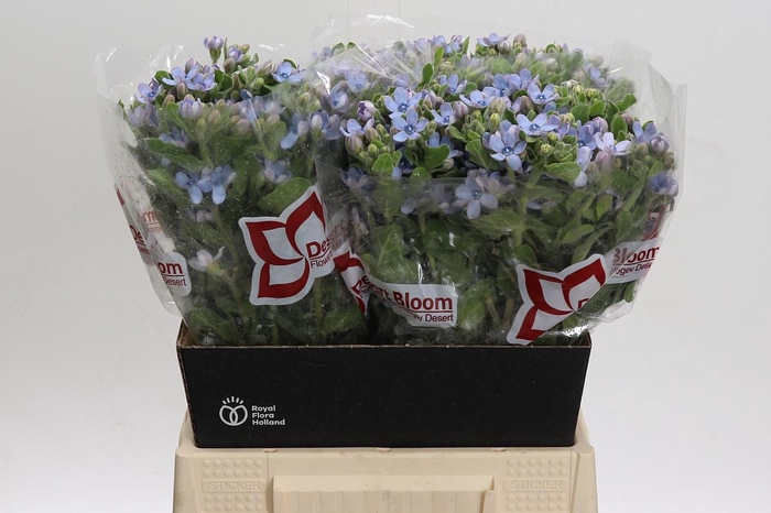 <h4>Oxypetalum Tweedia Blue</h4>