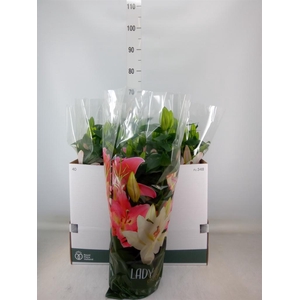 Lilium ori.  'Sunny Robyn'