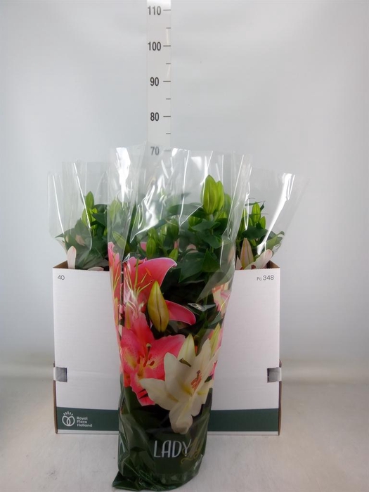 <h4>Lilium ori.  'Sunny Robyn'</h4>