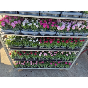 Dianthus caryophyllus diverse mixen