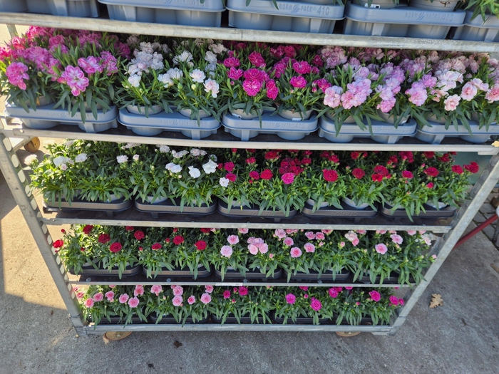 <h4>Dianthus caryophyllus diverse mixen</h4>