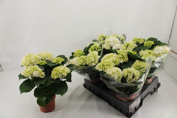 <h4>HYDR M SCHNEEBALL</h4>