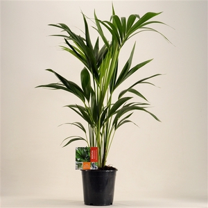 KENTIA - P19 H110 - 6PP (Howea forsteriana)