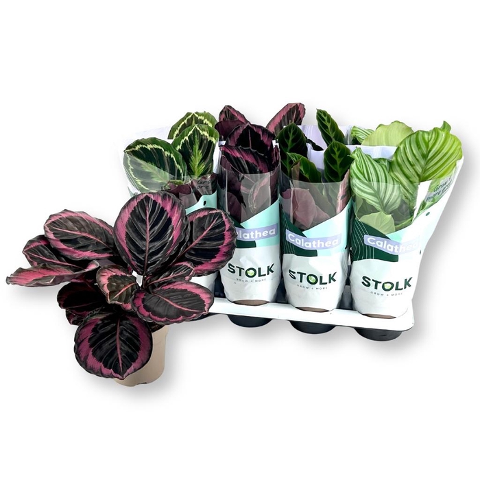 <h4>CALAT GEM 4 SRT</h4>