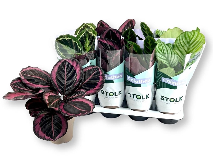 <h4>CALAT GEM 4 SRT</h4>