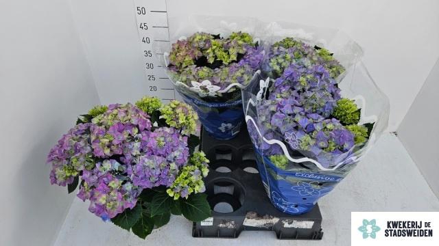 <h4>HYDR M EARLY BLUE</h4>