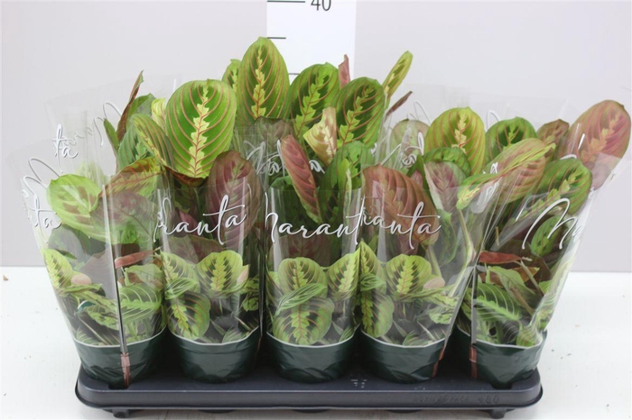 <h4>Maranta Fascinator</h4>