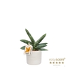 SANSEVIERIA BONCELLENSIS P10