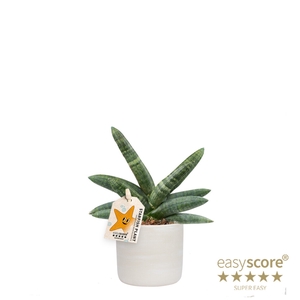 SANSEVIERIA BONCELLENSIS P10