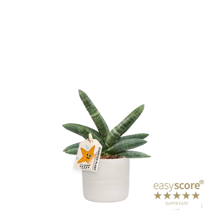 <h4>SANSEVIERIA BONCELLENSIS P10</h4>