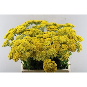 Achillea Park Variety(hoogevee