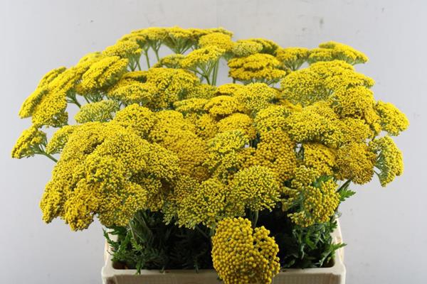 <h4>Achillea Park Variety(hoogevee</h4>