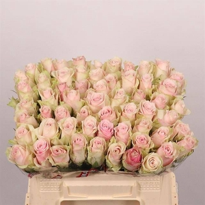 R GR PINK ATHENA