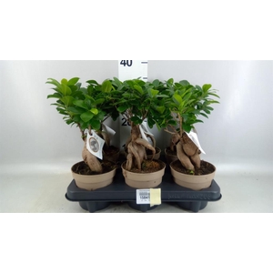 Ficus microcarpa 'Ginseng'