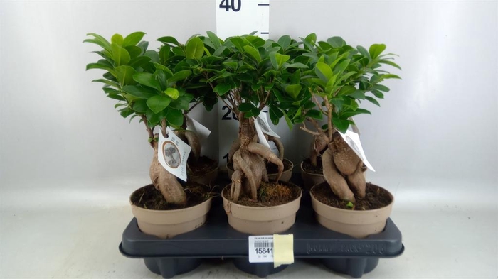 <h4>Ficus microcarpa 'Ginseng'</h4>