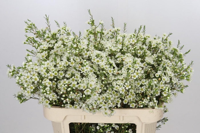 <h4>Chamelaucium Ivory Pearl</h4>