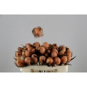 Stick Egg+Feather Brown