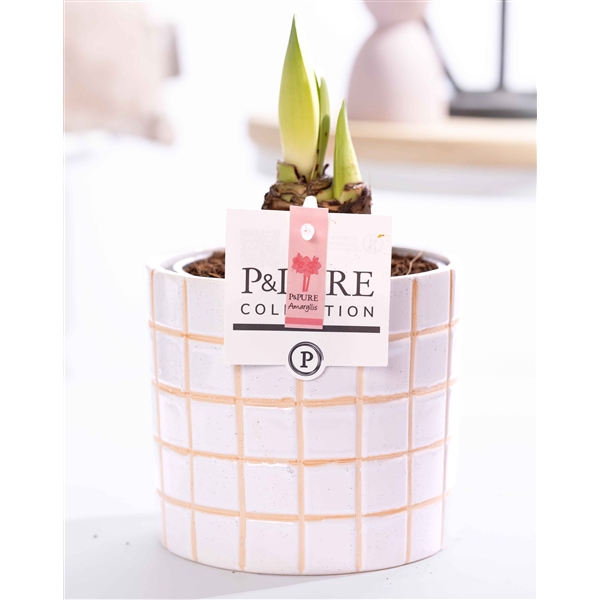<h4>Hippeastrum pink in P&PURE Tirza ceramics</h4>