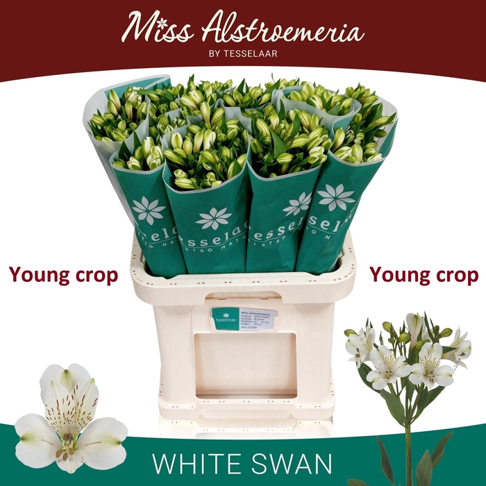 <h4>ALSTR WHITE SWAN</h4>