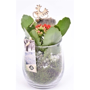 Glas cilinder 9x11cm