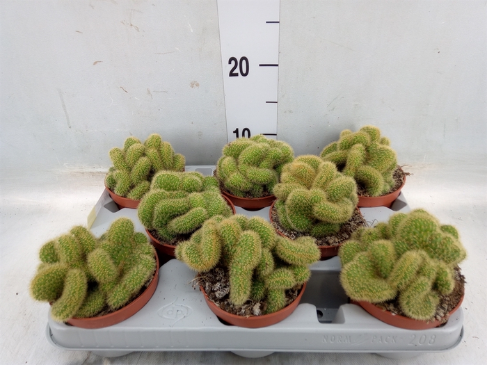 <h4>Cactus   ...</h4>