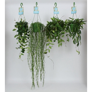 HangonGreen Hoya Gemengd 14 cm