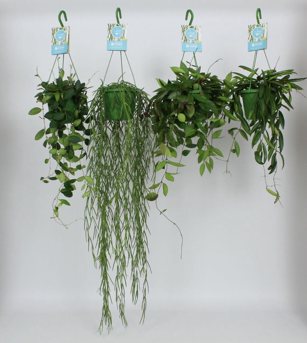 <h4>HangonGreen Hoya Gemengd 14 cm</h4>