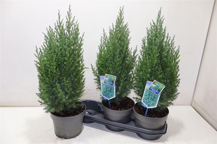 <h4>Juni Ch Stricta</h4>