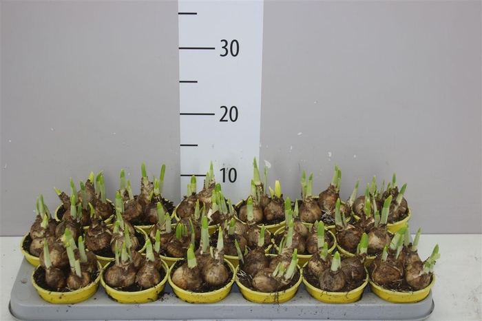 <h4>Narcis Tete A Tete</h4>