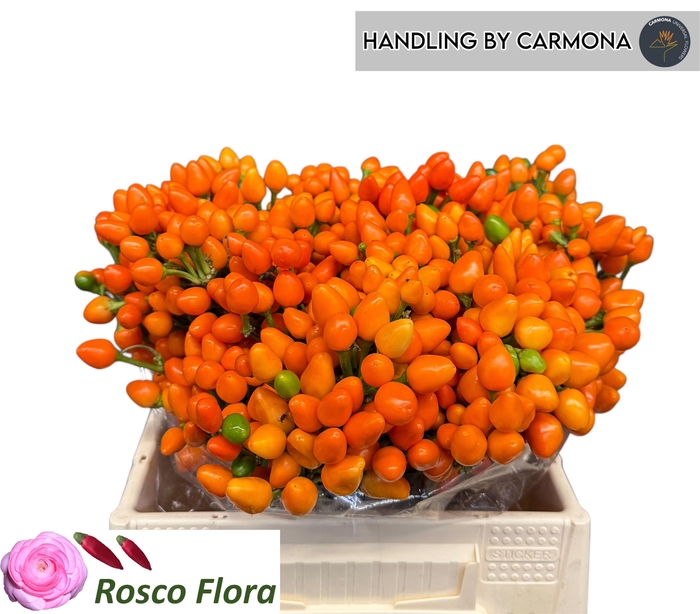 <h4>CAP ORANGE CANDY</h4>