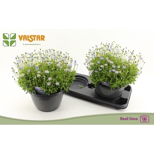 FELI AM FELICIT BLUE