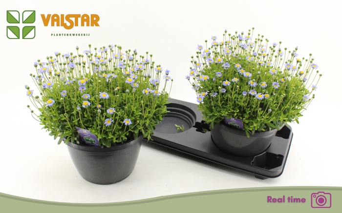 <h4>FELI AM FELICIT BLUE</h4>