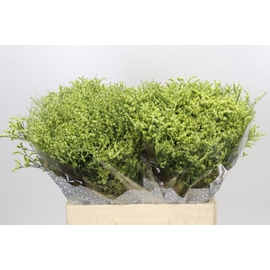 Limonium sinensis China Summer