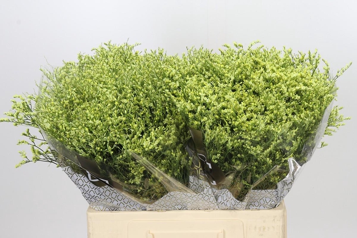 <h4>Limonium sinensis China Summer</h4>
