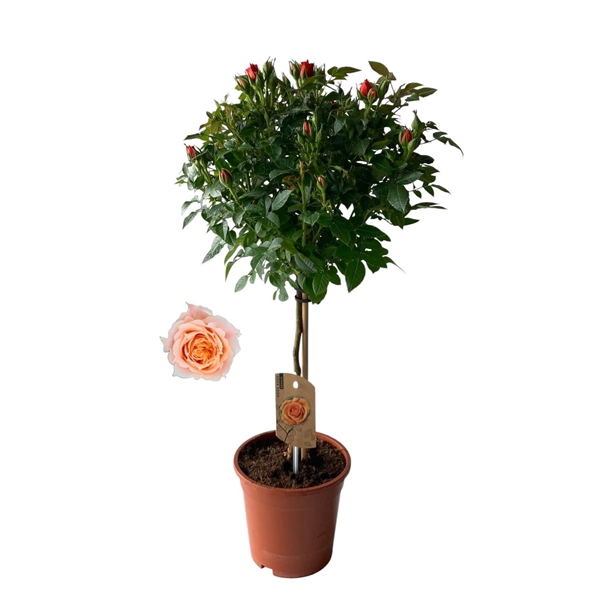 <h4>Roos op stam, Oranje</h4>