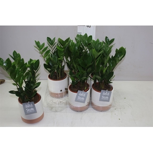 Zamioculcas 4+ Milou Keramiek