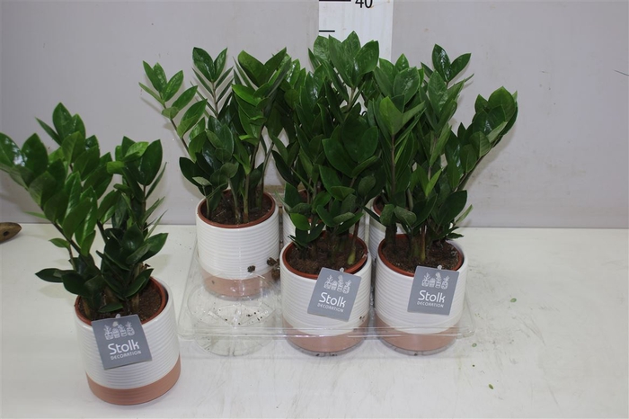 Zamioculcas 4+ Milou Keramiek