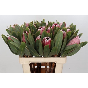 PROTEA COM PINK LADY