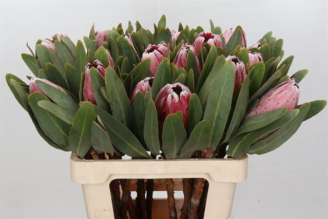 <h4>PROTEA COM PINK LADY</h4>