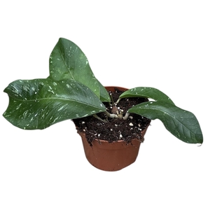 Hoya Sp Aceh Clone 12
