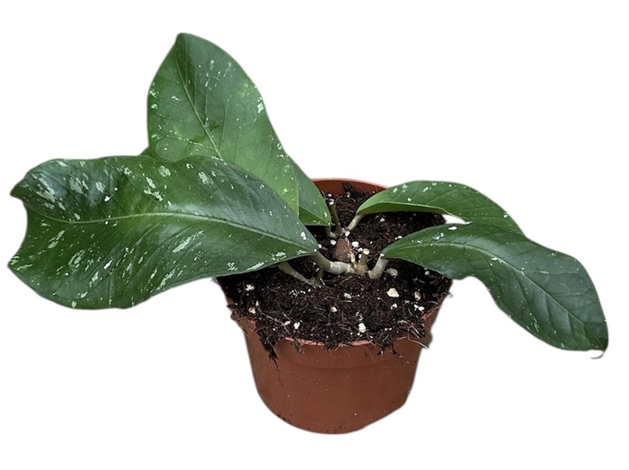 <h4>Hoya Sp Aceh Clone 12</h4>