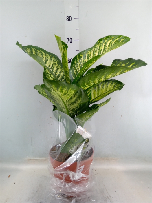 <h4>Dieffenbachia seg. 'Maroba'</h4>