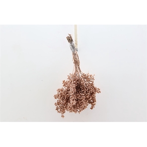 Schinus M Pt Copper Bunch