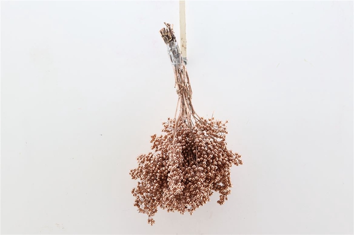 <h4>Schinus M Pt Copper Bunch</h4>