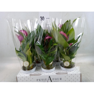 Anthurium  'Zizou'