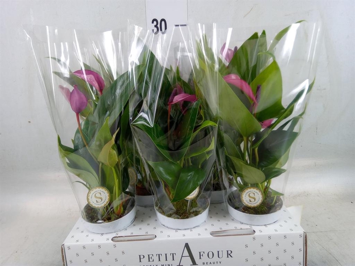 <h4>Anthurium  'Zizou'</h4>