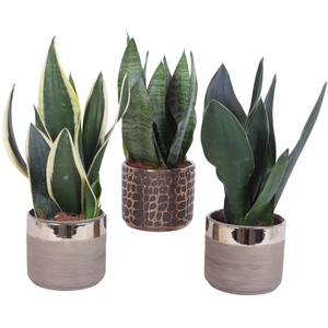 Sansevieria mix Ø12cm in Ø13cm Ceramic PL568