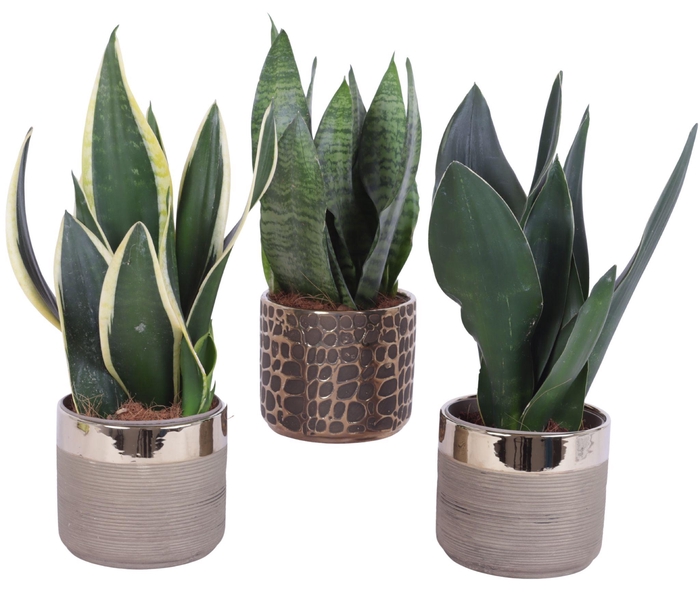 <h4>Sansevieria mix Ø12cm in Ø13cm Ceramic PL568</h4>